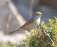 /album/photo-gallery-photogallery/specktacled-warbler-subbeticus-national-park-jpg/